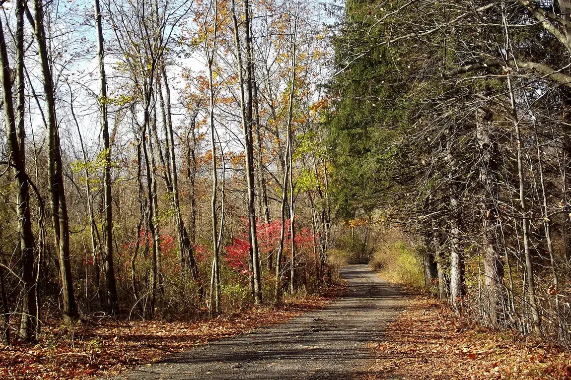 A tree-lined road through northern Westchester County in autumn